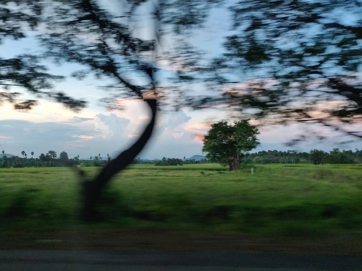 trees