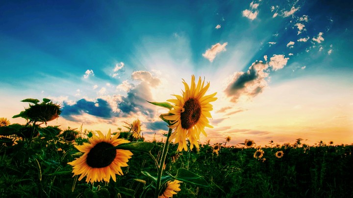 sunflowers