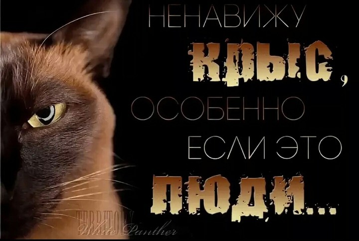 высказывания