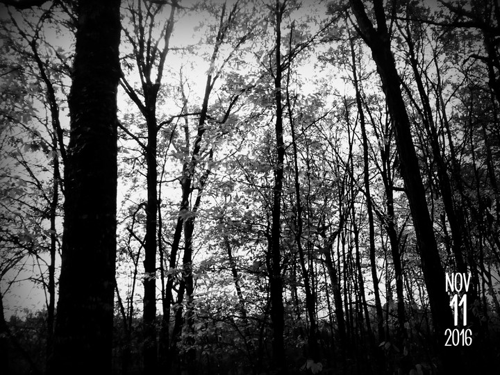 forest