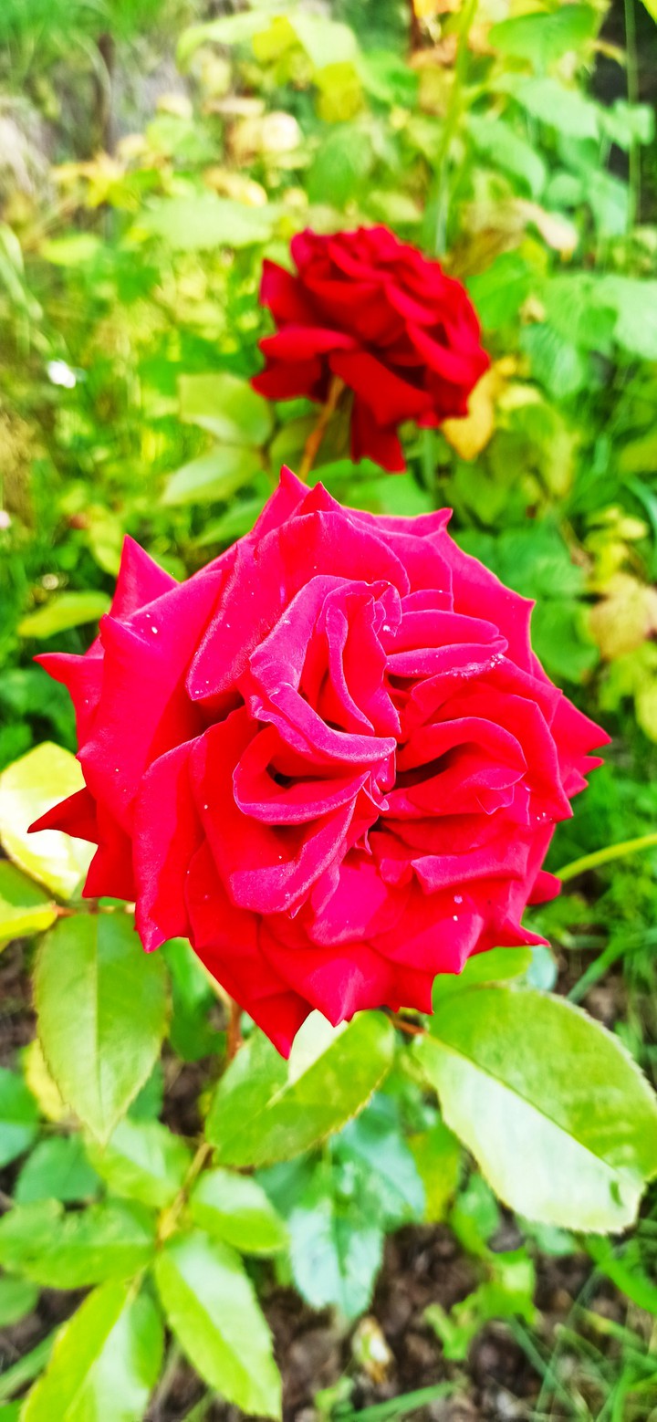 Rose