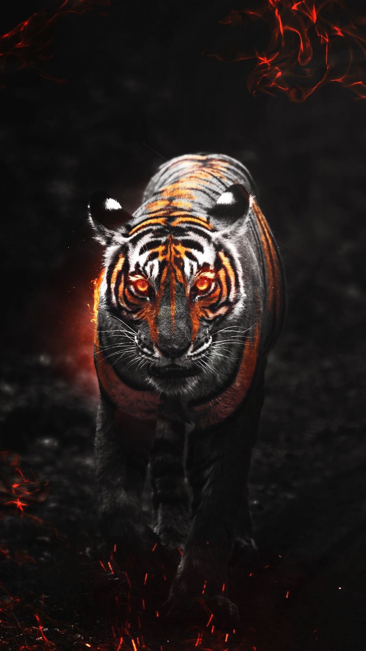 animals