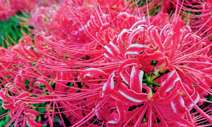 cluster amaryllis