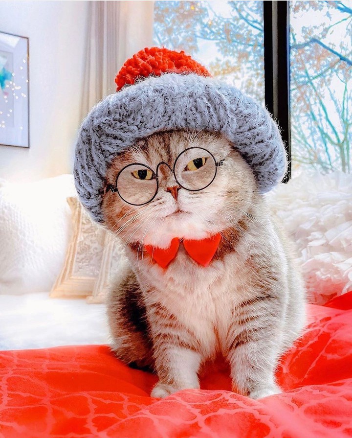 cat