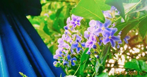 I Purple You