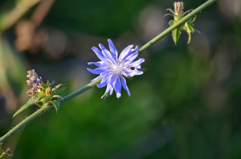 wildflower, plant háttérképek