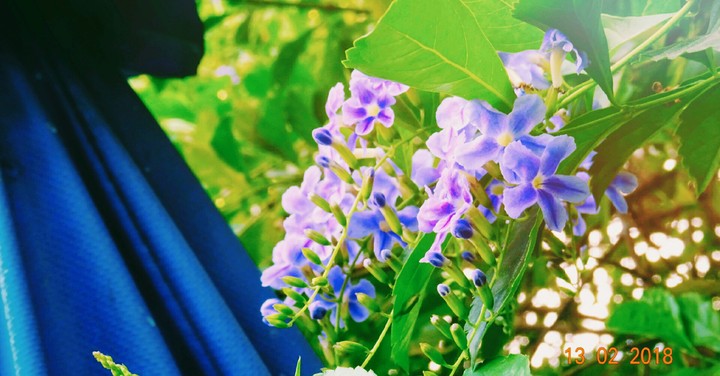 I Purple You