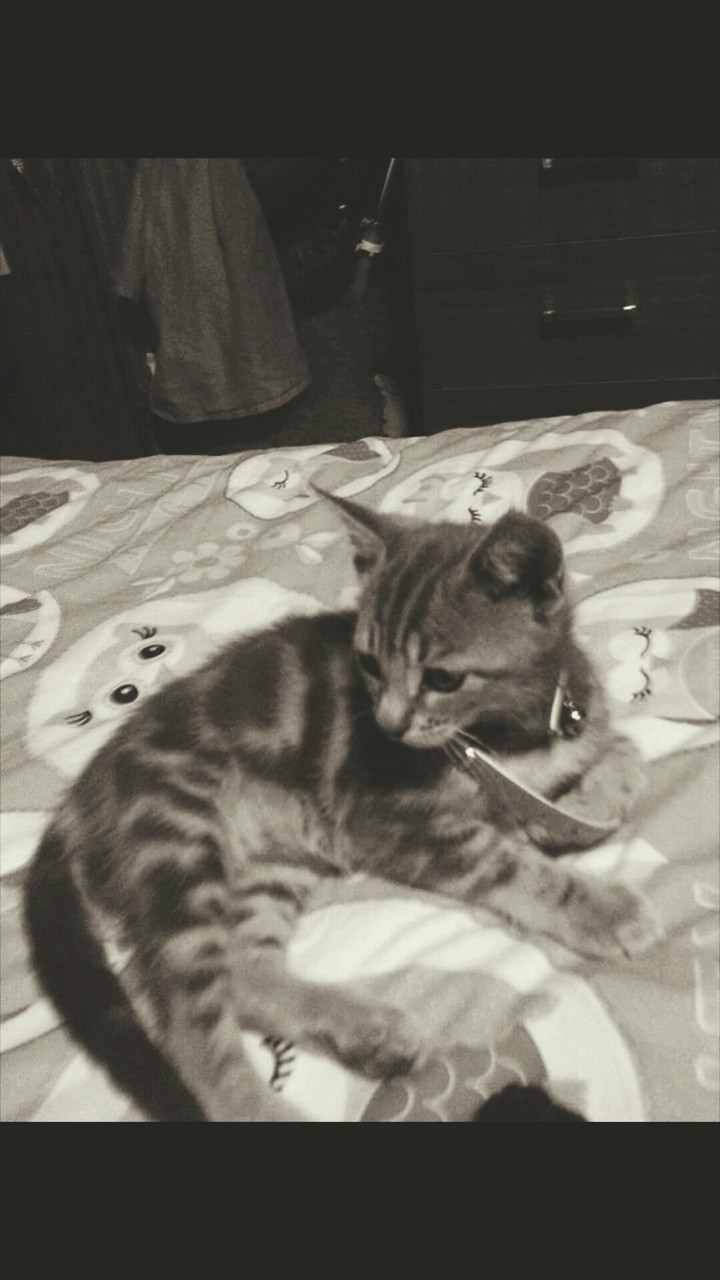 cute cat