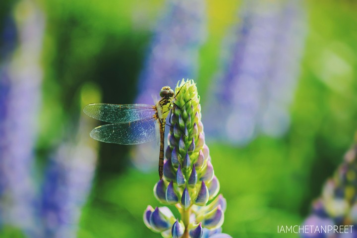 Natural Love