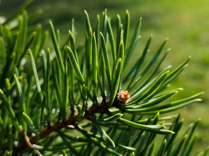 Pine