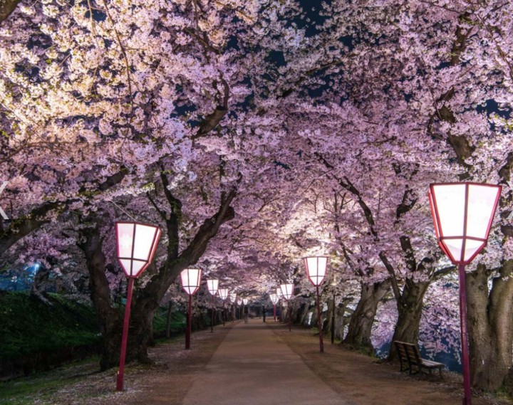 lantern-lit avenue of sakura
