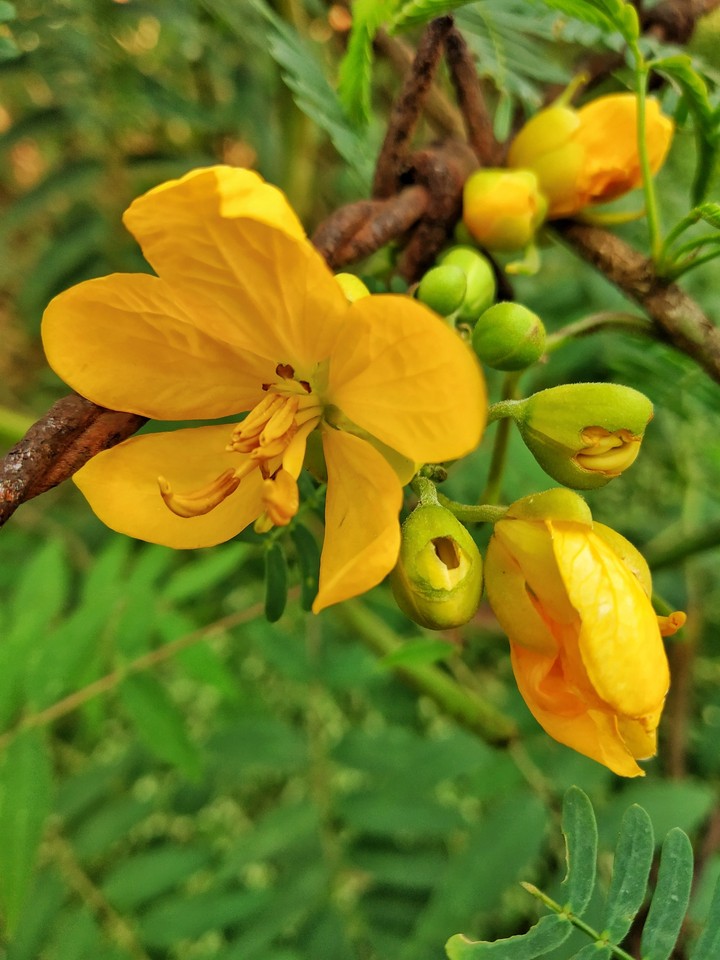 street flower