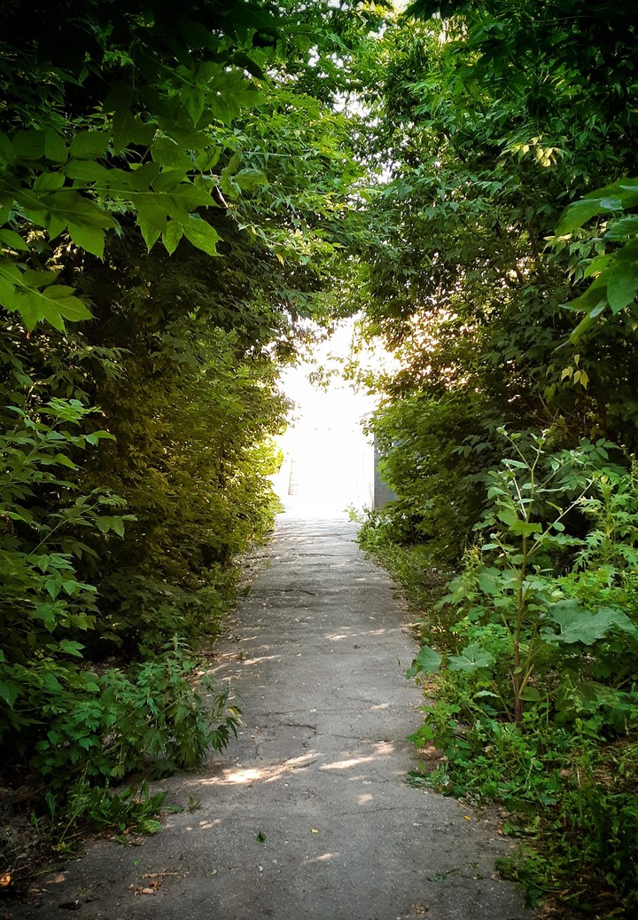city jungle