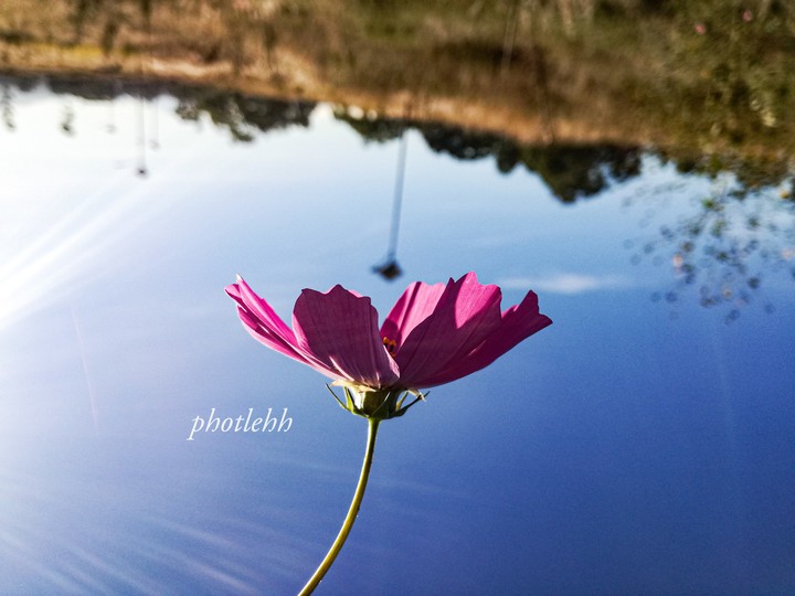 Flores