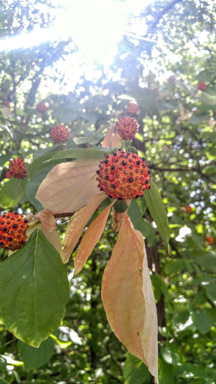 dogwood seeds