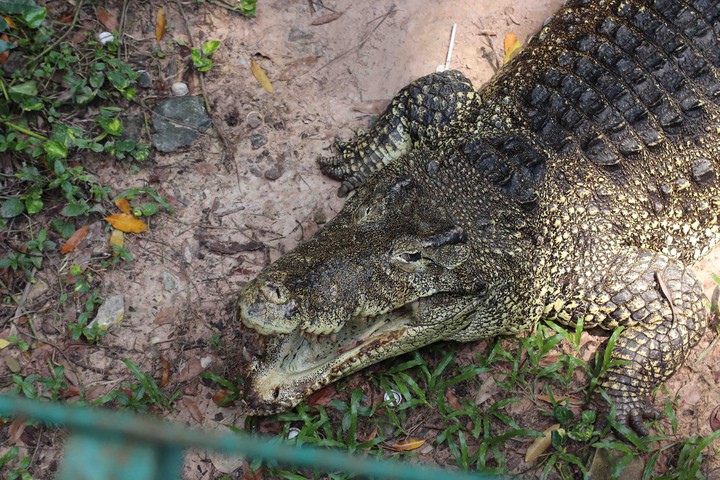 Crocodile