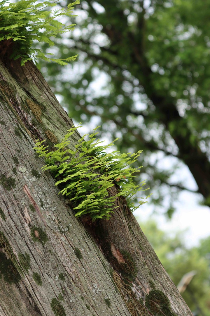 trees