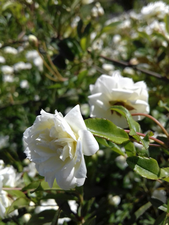 White flower