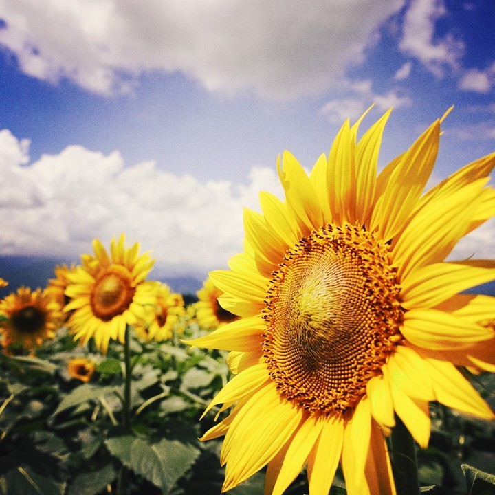 sunflower