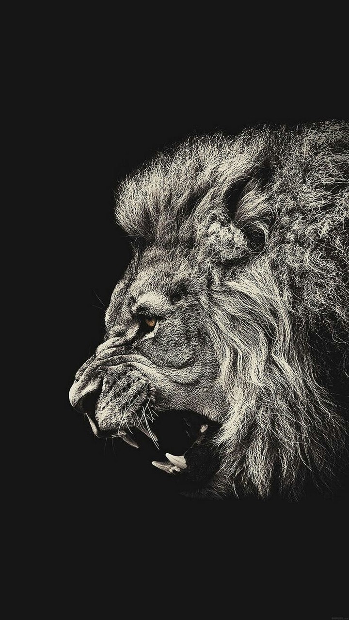 lion - the king of beasts