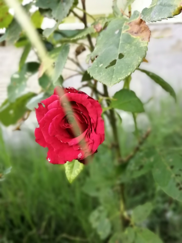 Red rose flower