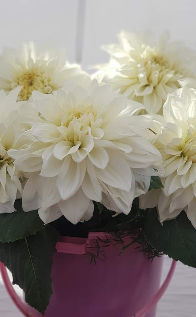 Dahlia Flowers