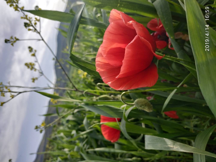 kurdistan