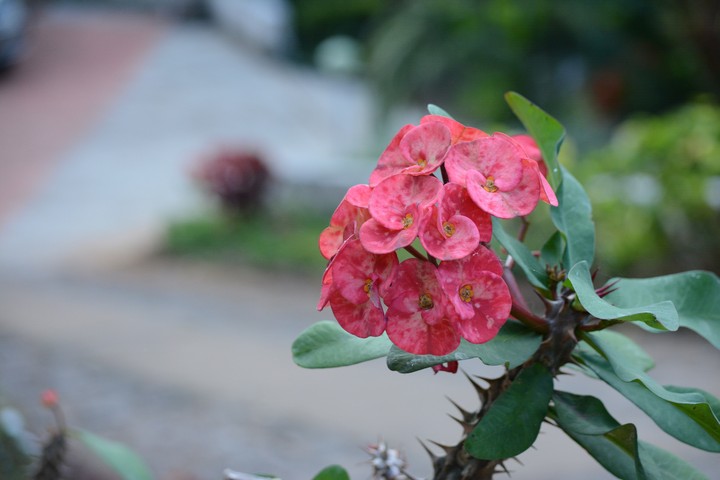 Thorn beauty