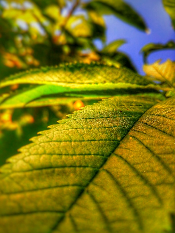 golden leaves