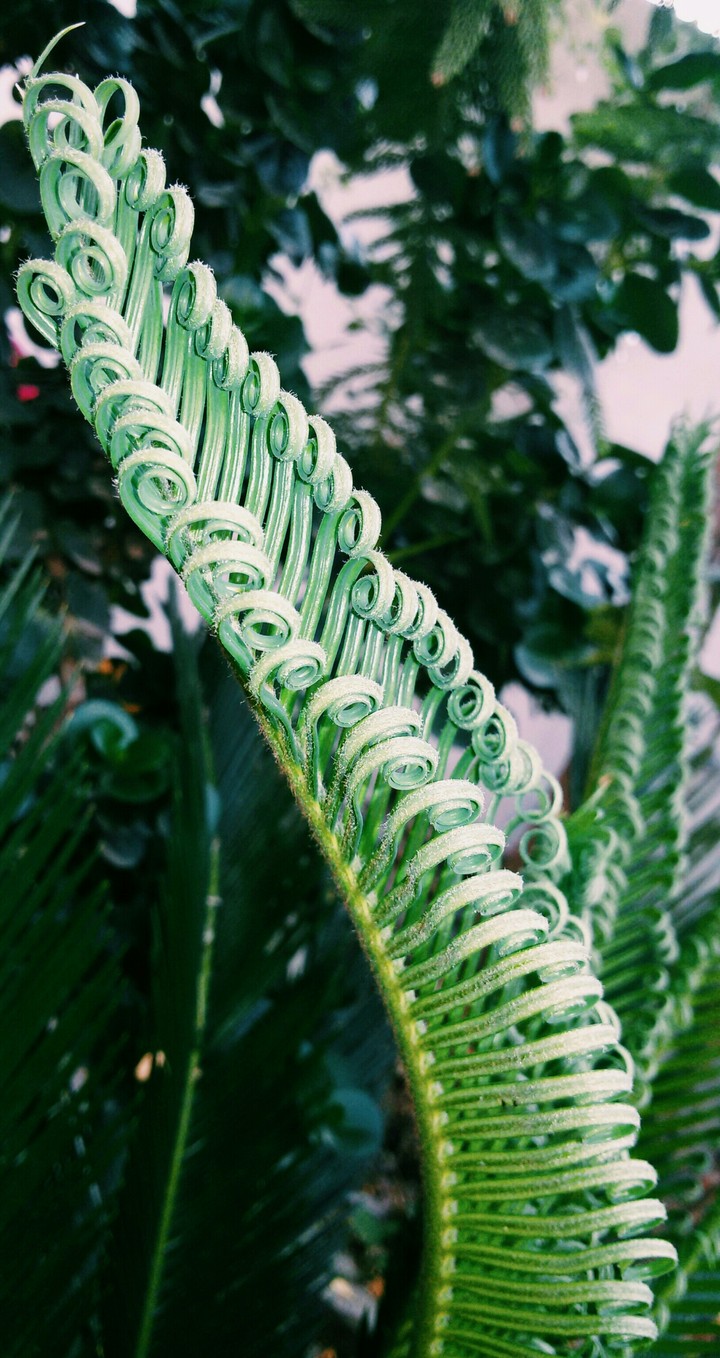 leafy