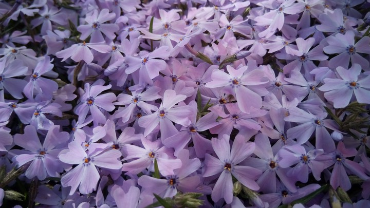 Spring flower