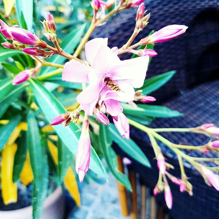 Bee in flower