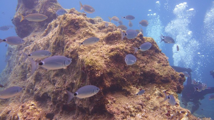 Malta Coral Reef