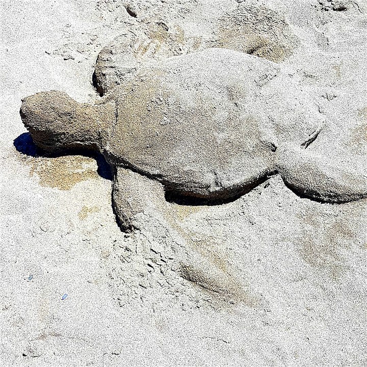 tartaruga