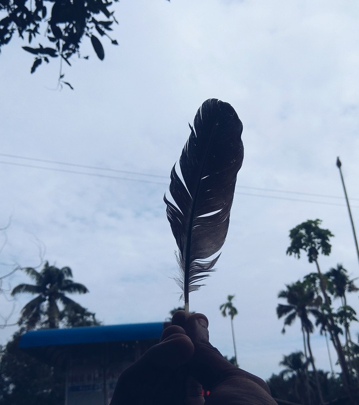 feather