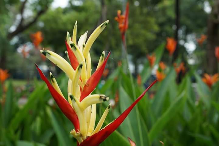 " Heliconia psittacorum"