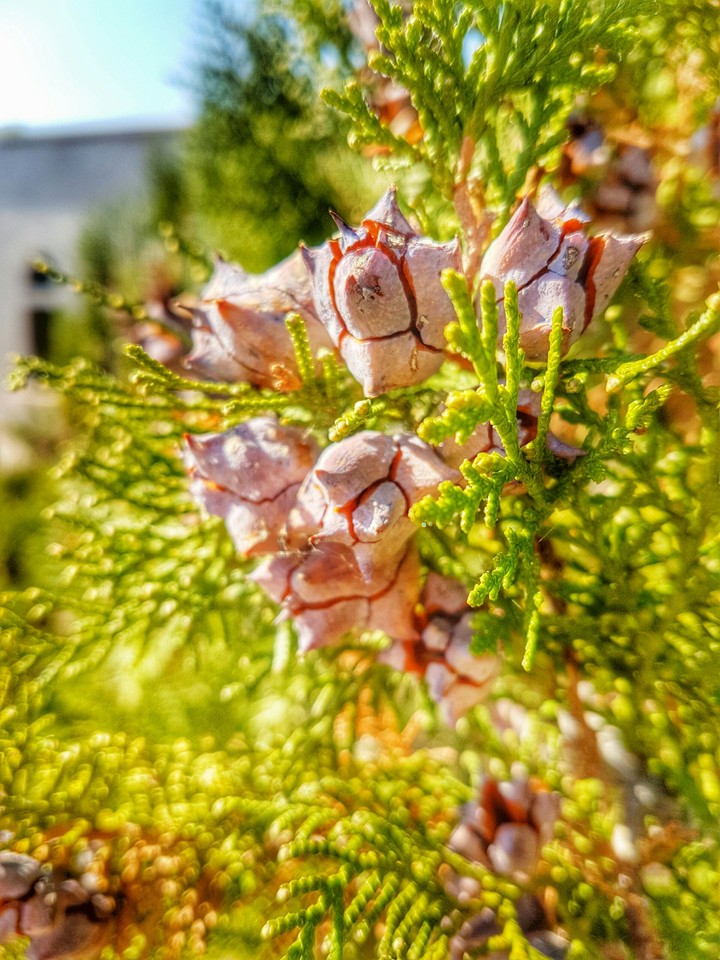 branch