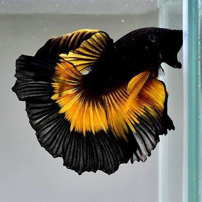 Betta Splendens
