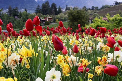 tulipani