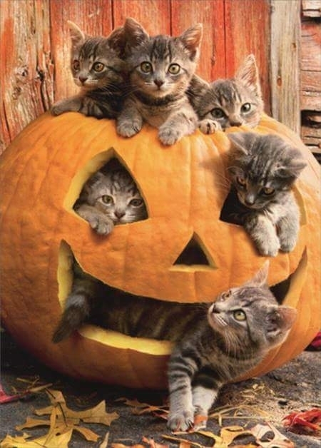 cats in a punkin
