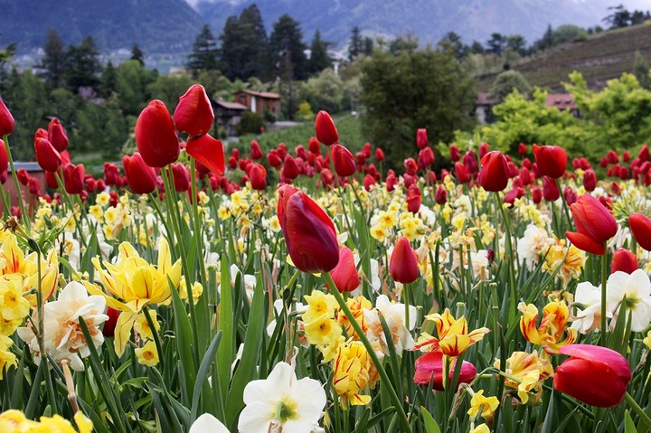 tulipani