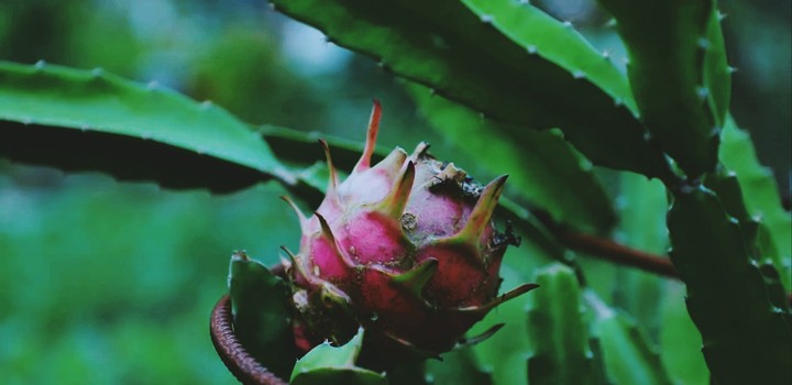 dragon fruit