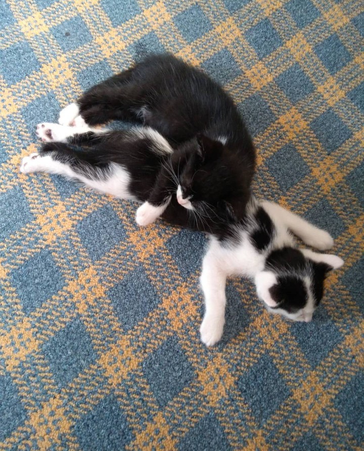 cat