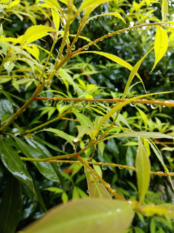 rain
