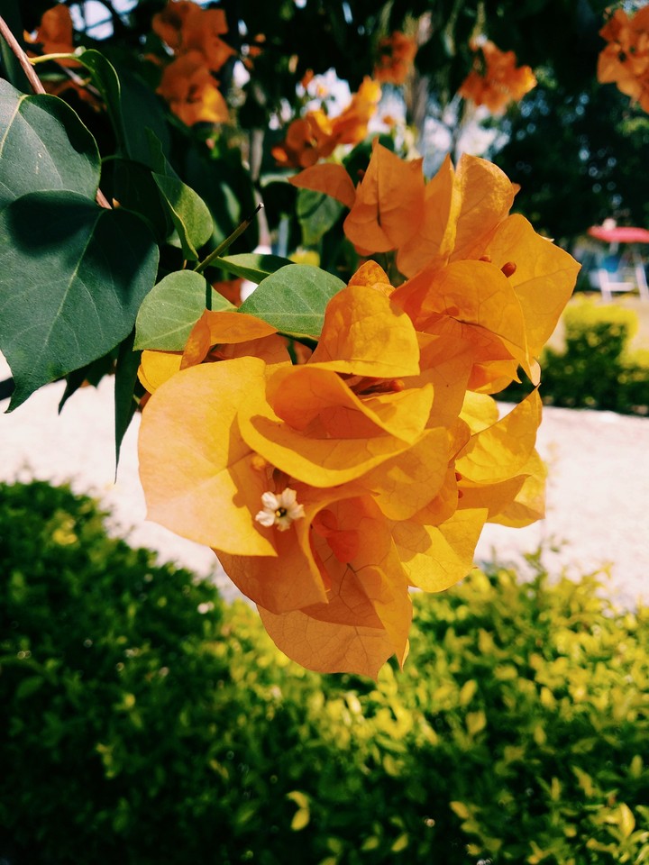flower