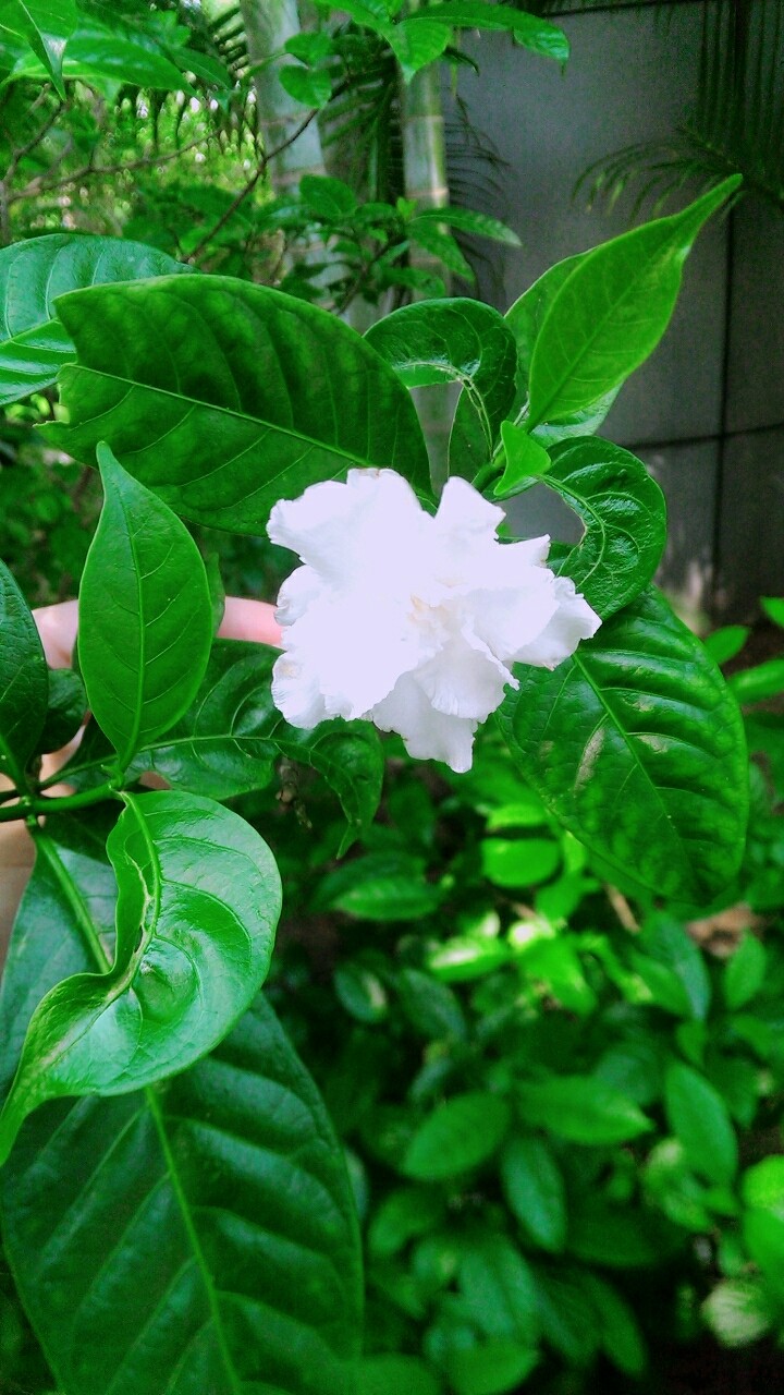 beautiful white flower