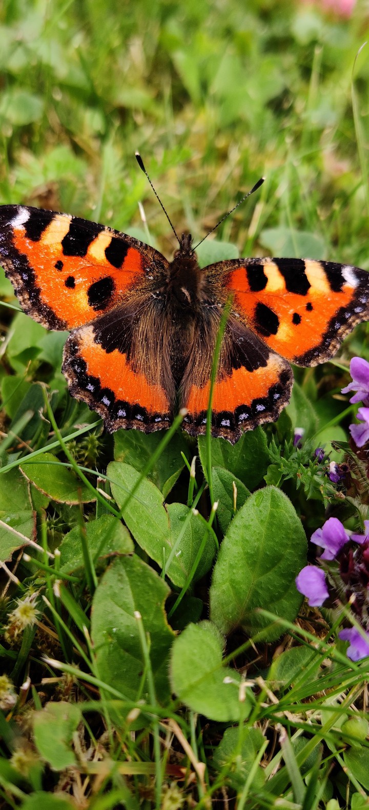 butterfly