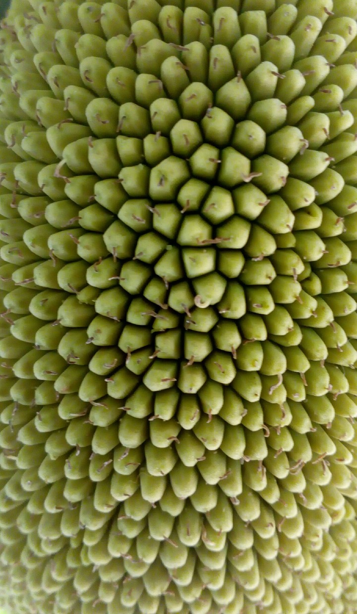 jackfruit