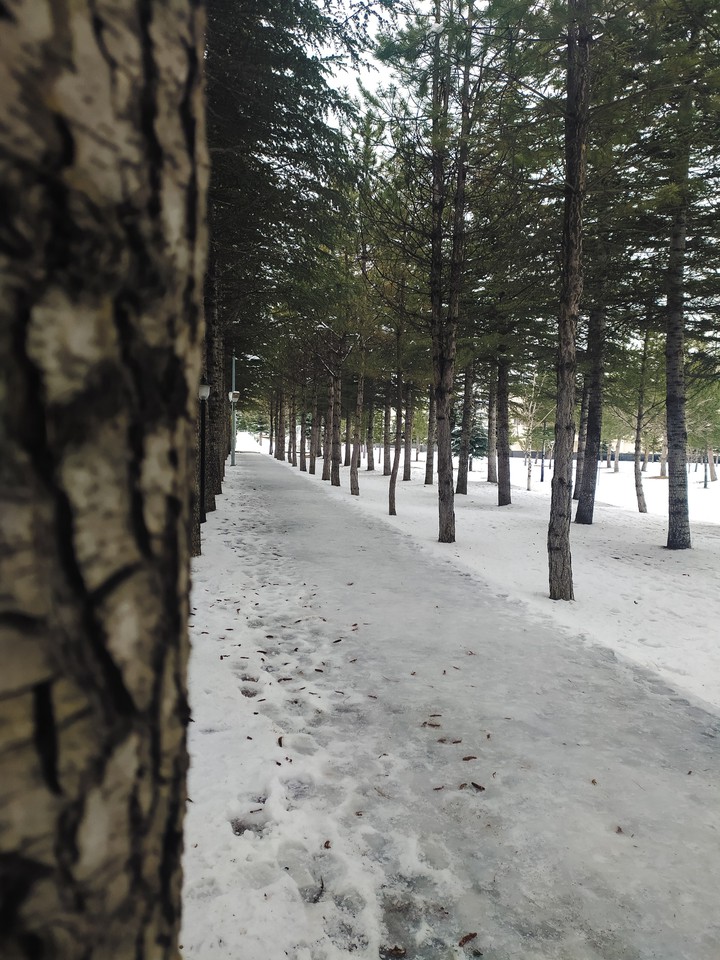 trees