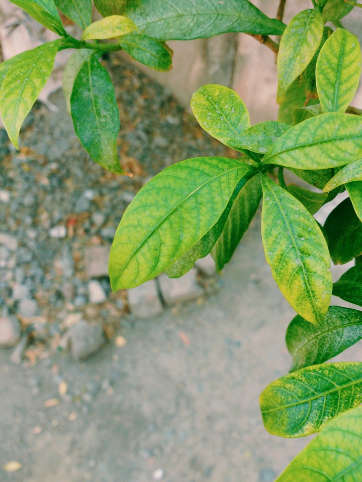 #leaf